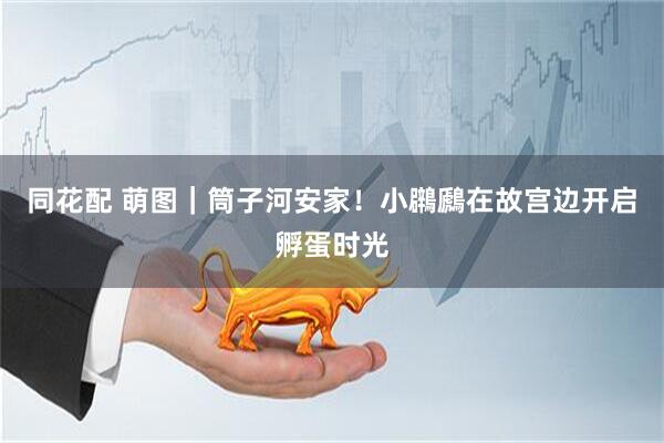 同花配 萌图｜筒子河安家！小鸊鷉在故宫边开启孵蛋时光